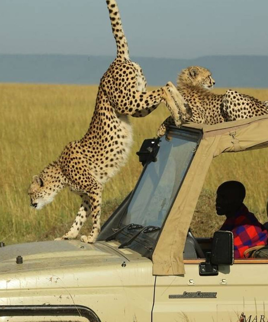 Maasai Mara