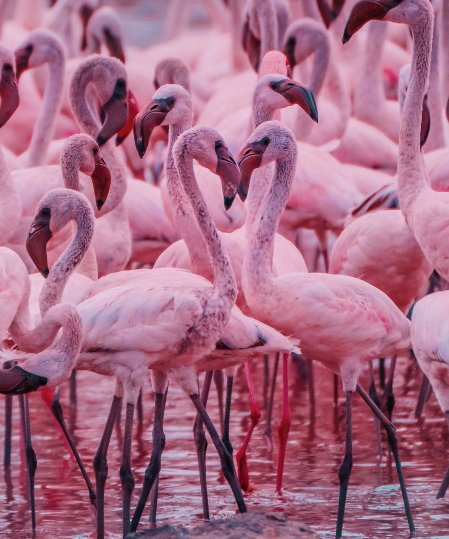 Lake Naivasha