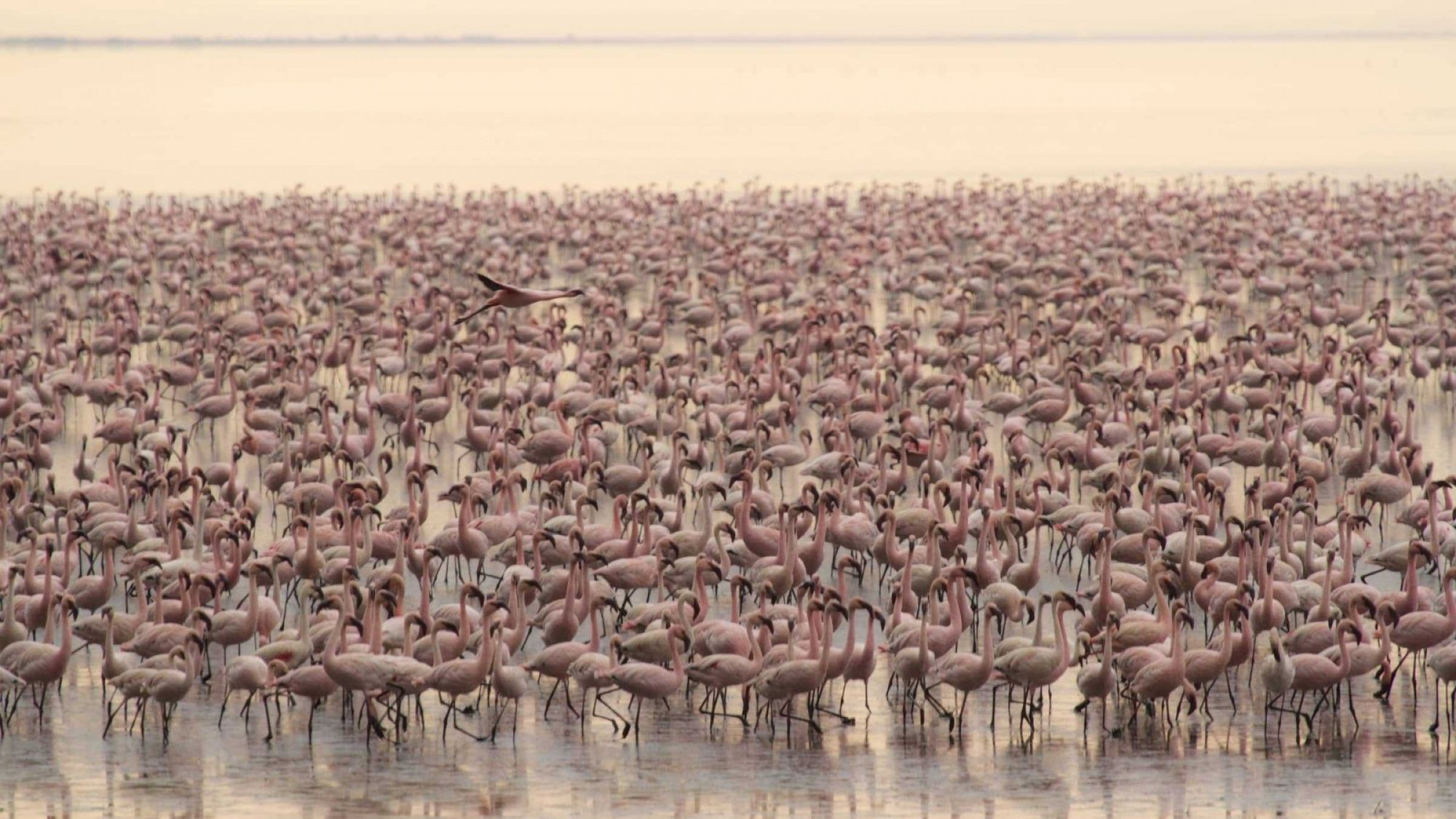 Flamingos · Lake Manyara