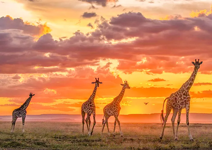 Maasai Mara · Giraffes at Sunset