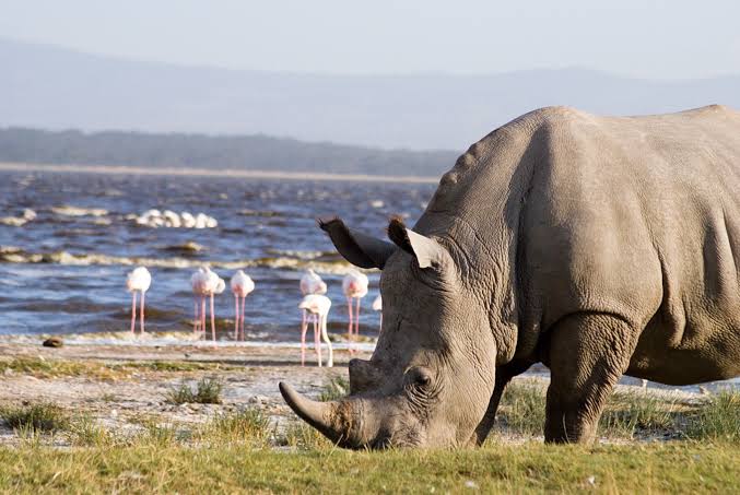 Lake Nakuru · White Rhino