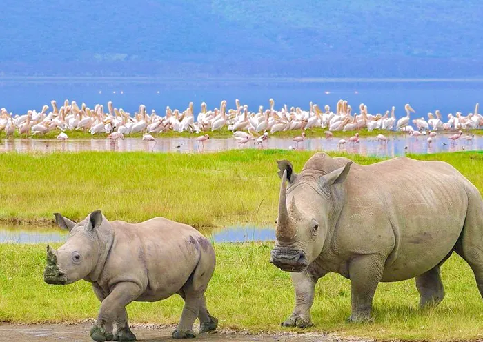 Lake Nakuru · Rhinos & Pelicans