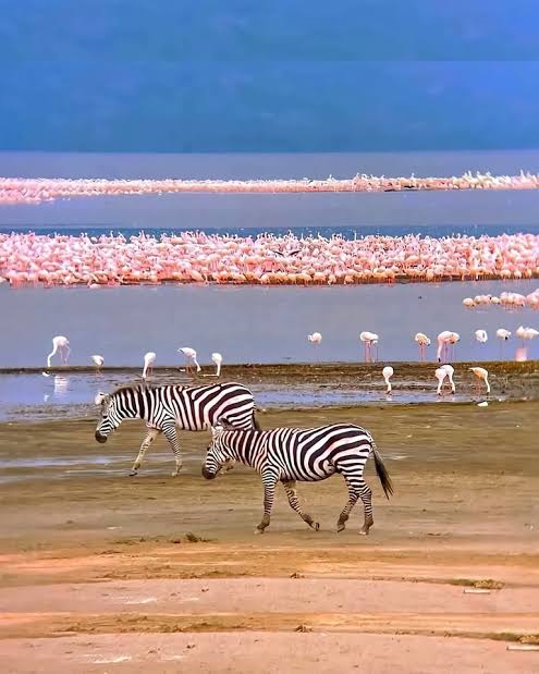 Lake Nakuru · Flamingo Flocks