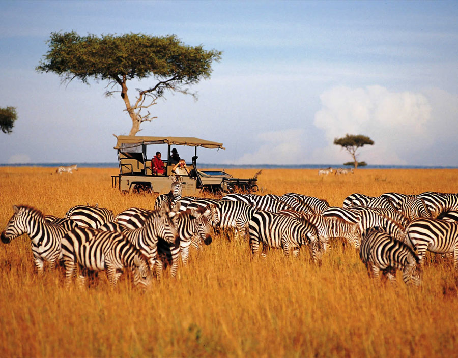 Full Day Game Drives in the Maasai Mara