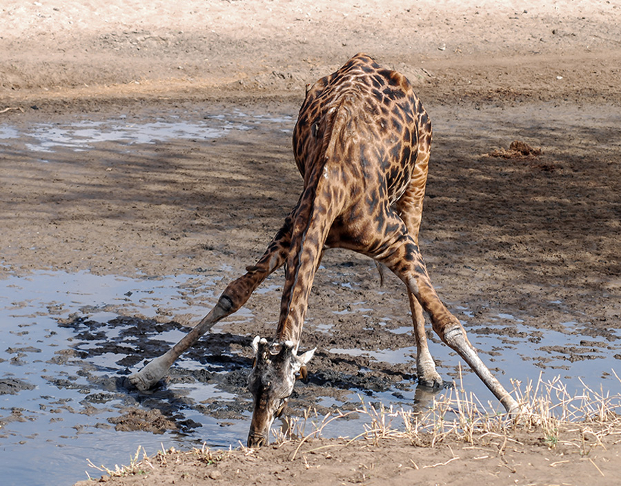 9 Days Kenya & Tanzania Budget Safari