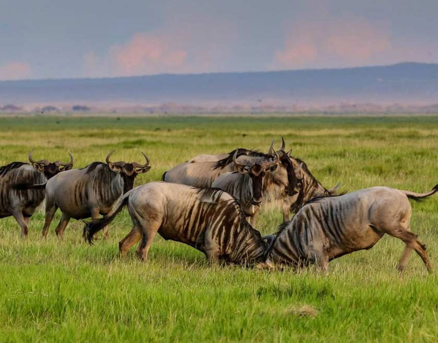 The Great Migration Safari — highlights